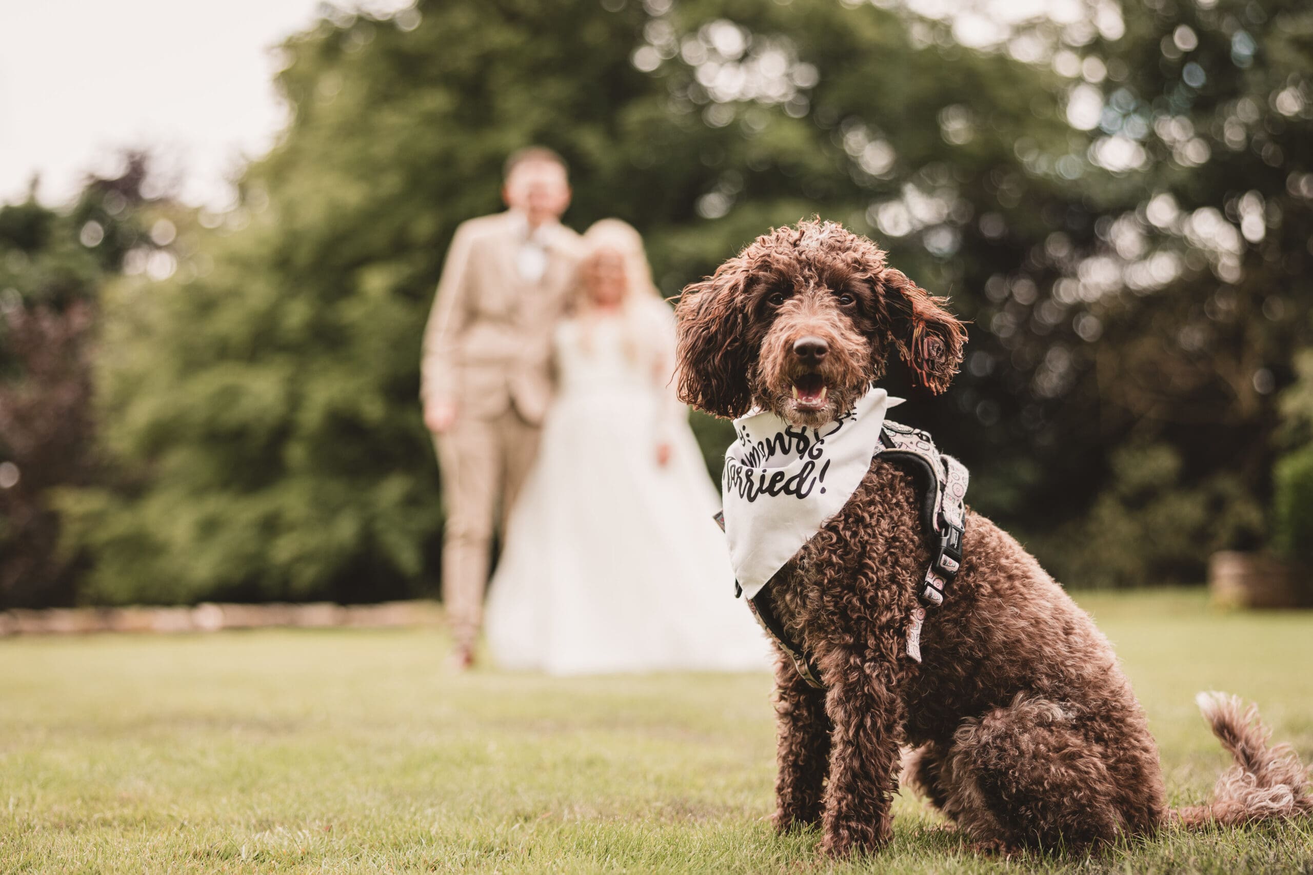 Dog on wedding day with the couple in the background at tithe barn | Tithe barn wedding photographer